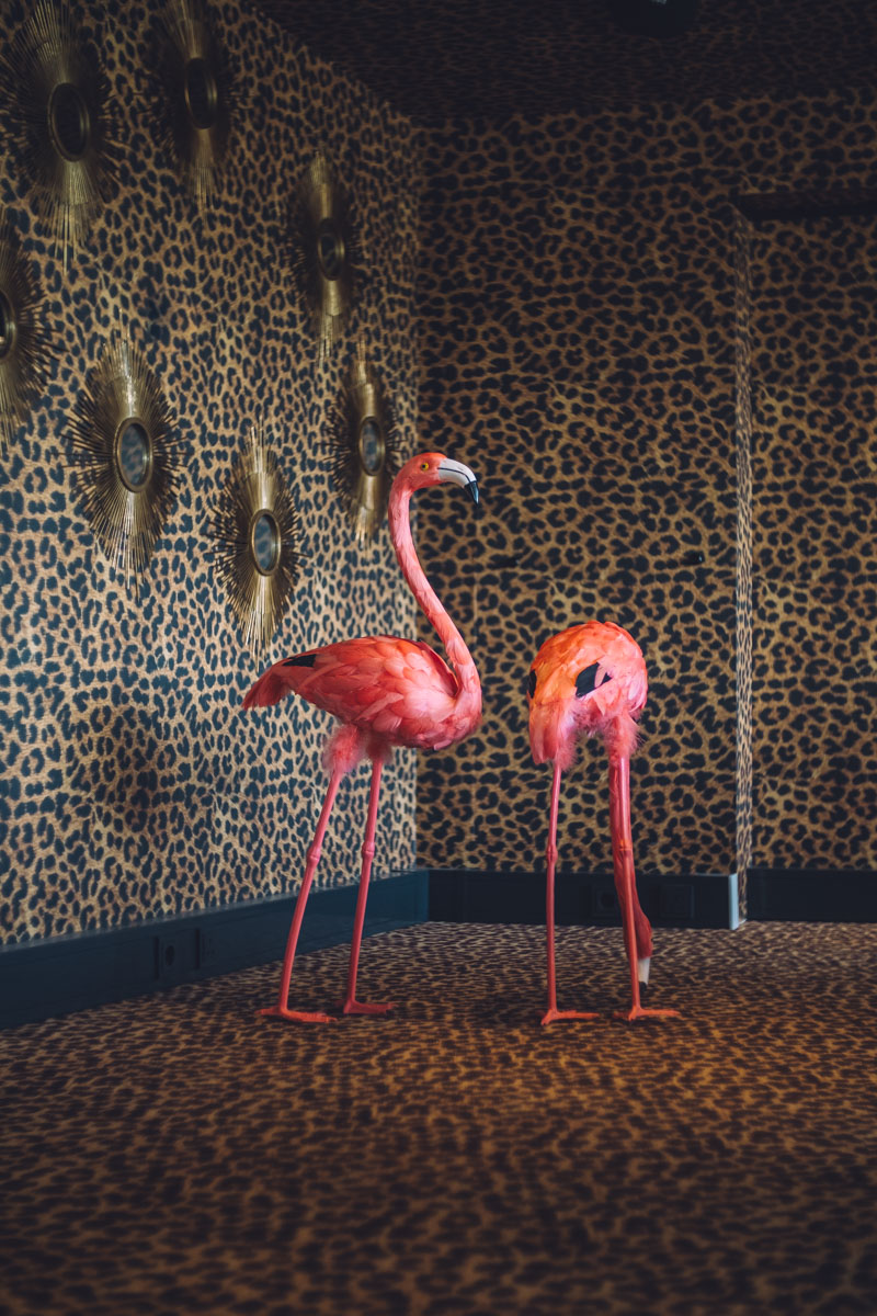 eva brouwer flamingo