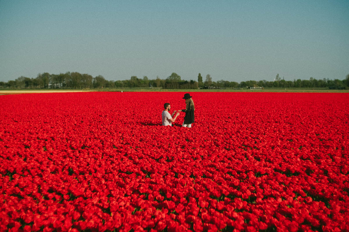 Huwelijksaanzoek tijdens fotoshoot in tulpenveld